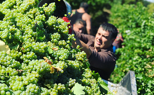 蘭州市的進口紅酒批發代理好做嗎？